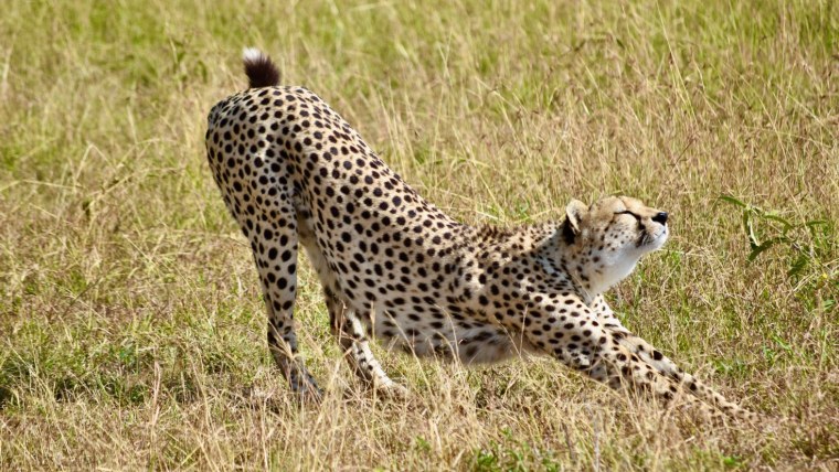 Гепард Бадхыз