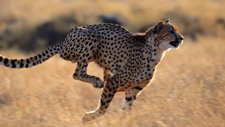 Гепард Ичель