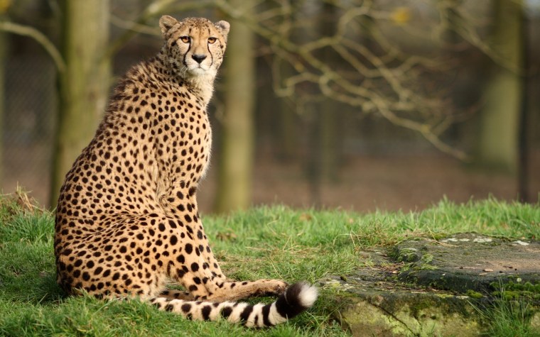 Cheetah (гепард)