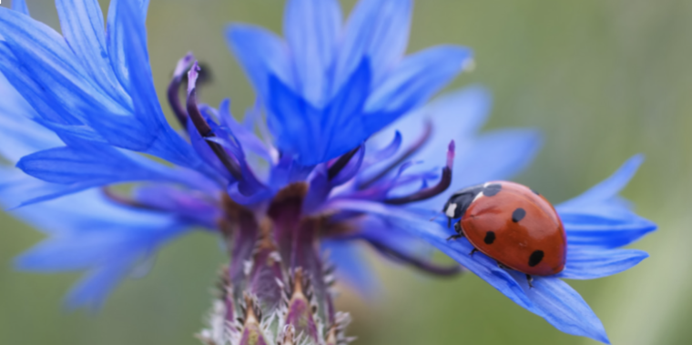 Капля на васильке