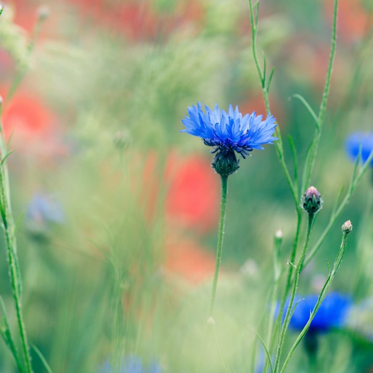 Обои на телефон васильки