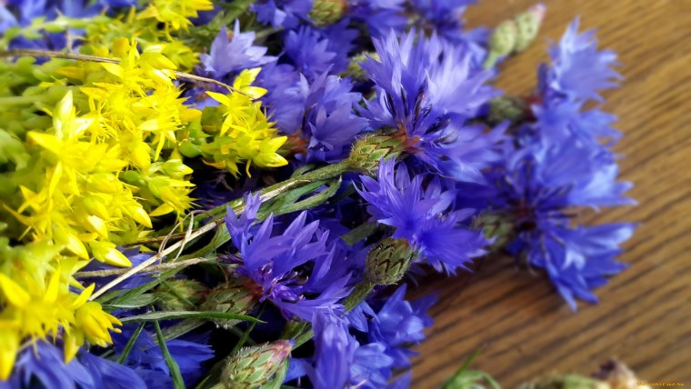 Ромашки и васильки