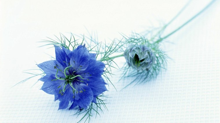 Нигелла голубая