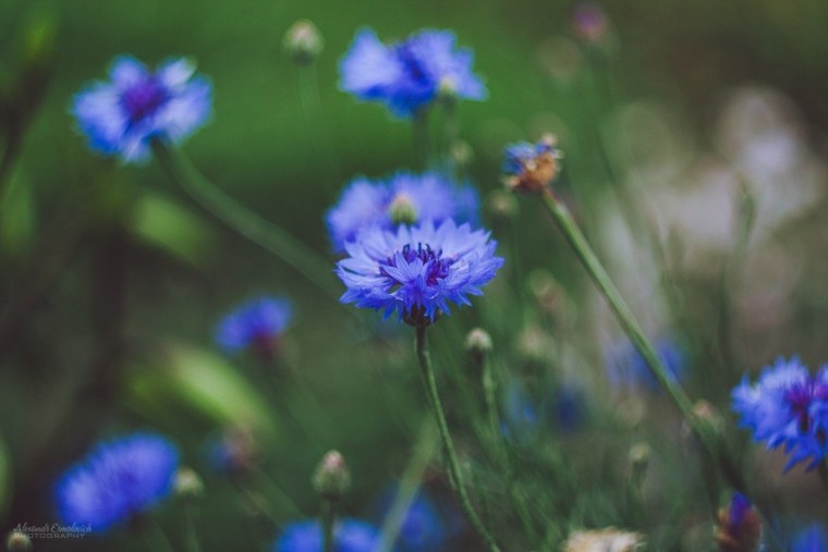Васильки Макросъемка