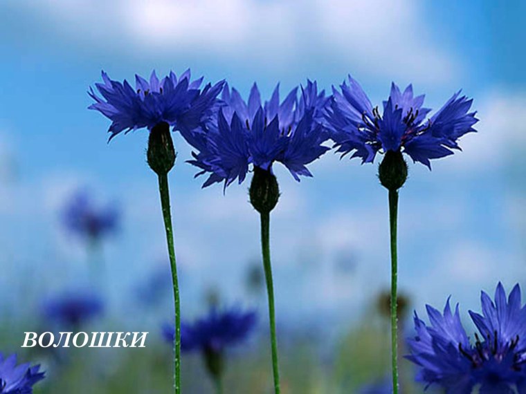 Орэра васильки