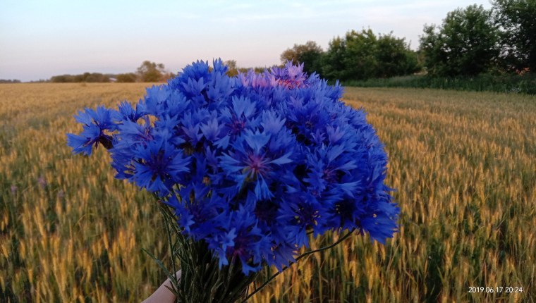 Витебск Василек