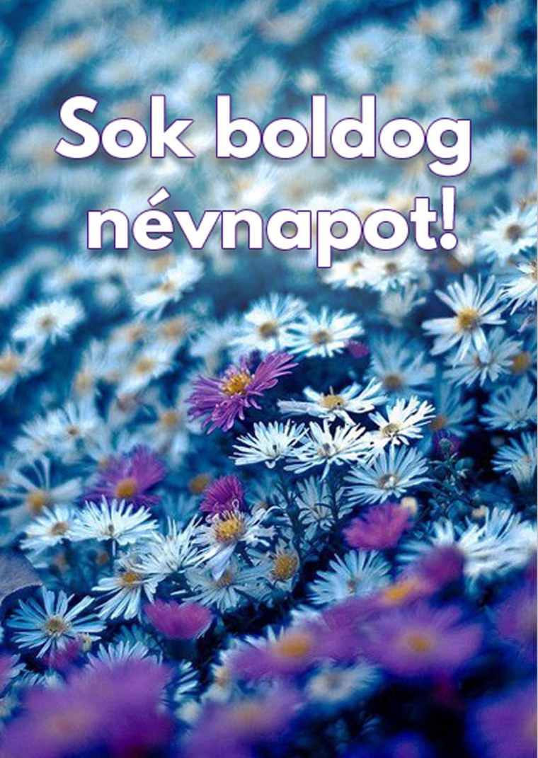 Голубые маргаритки цветы