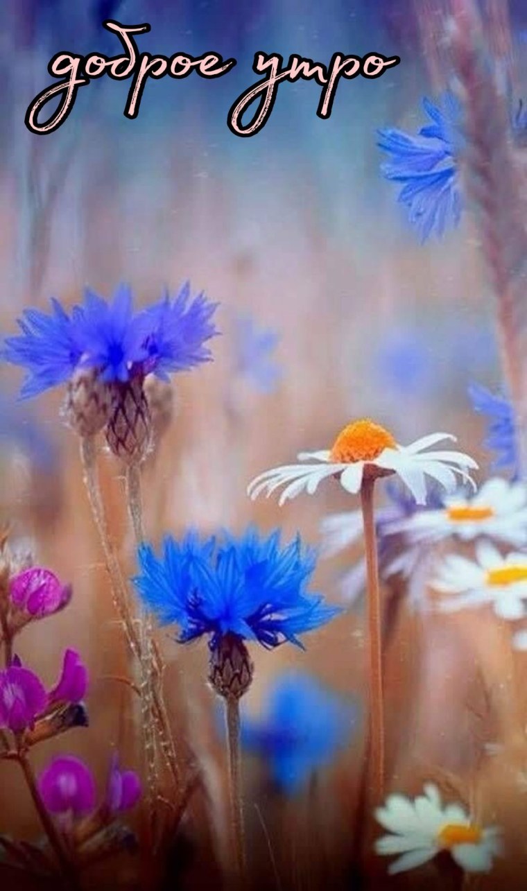 Васильки вертикальные