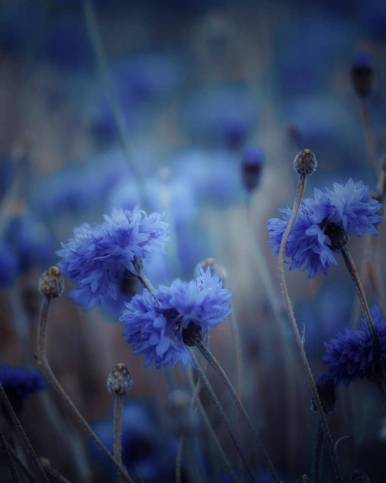 Васильки Эстетика