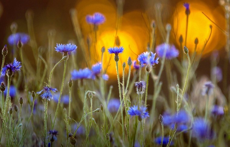 Василек синий Корнфловер