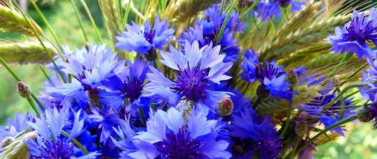 С праздником независимости