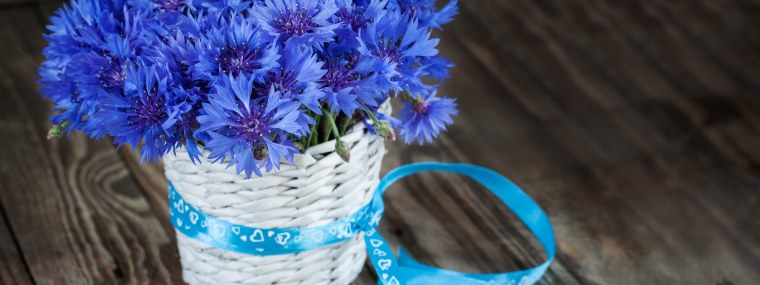 Васильки на рабочий стол