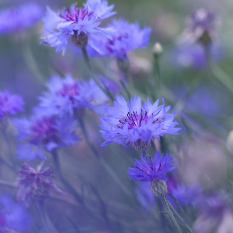 Василек сиреневая дымка