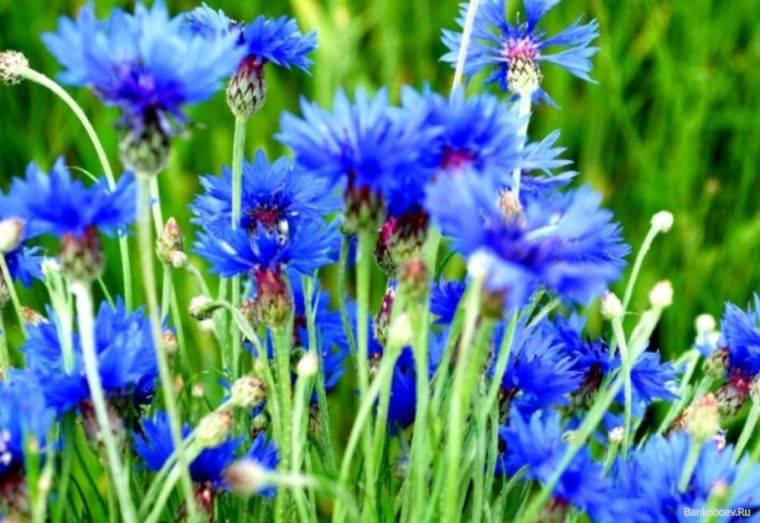 Василек полевой