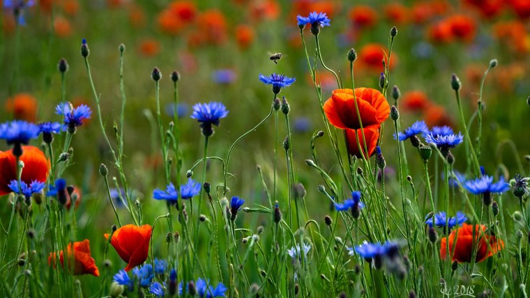 Полевые цветы маки и васильки