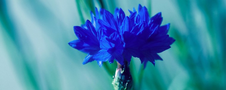 «Поле Васильков»