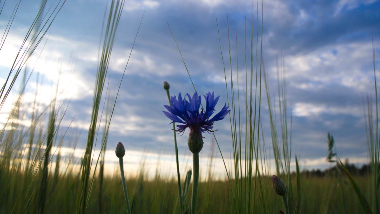 Васильки ареал