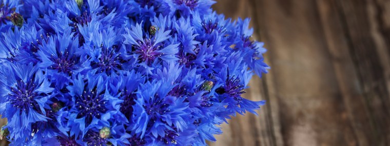 Василек Фишера