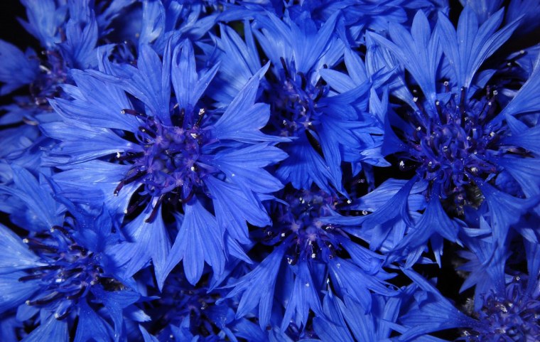 Василёк Блю бол