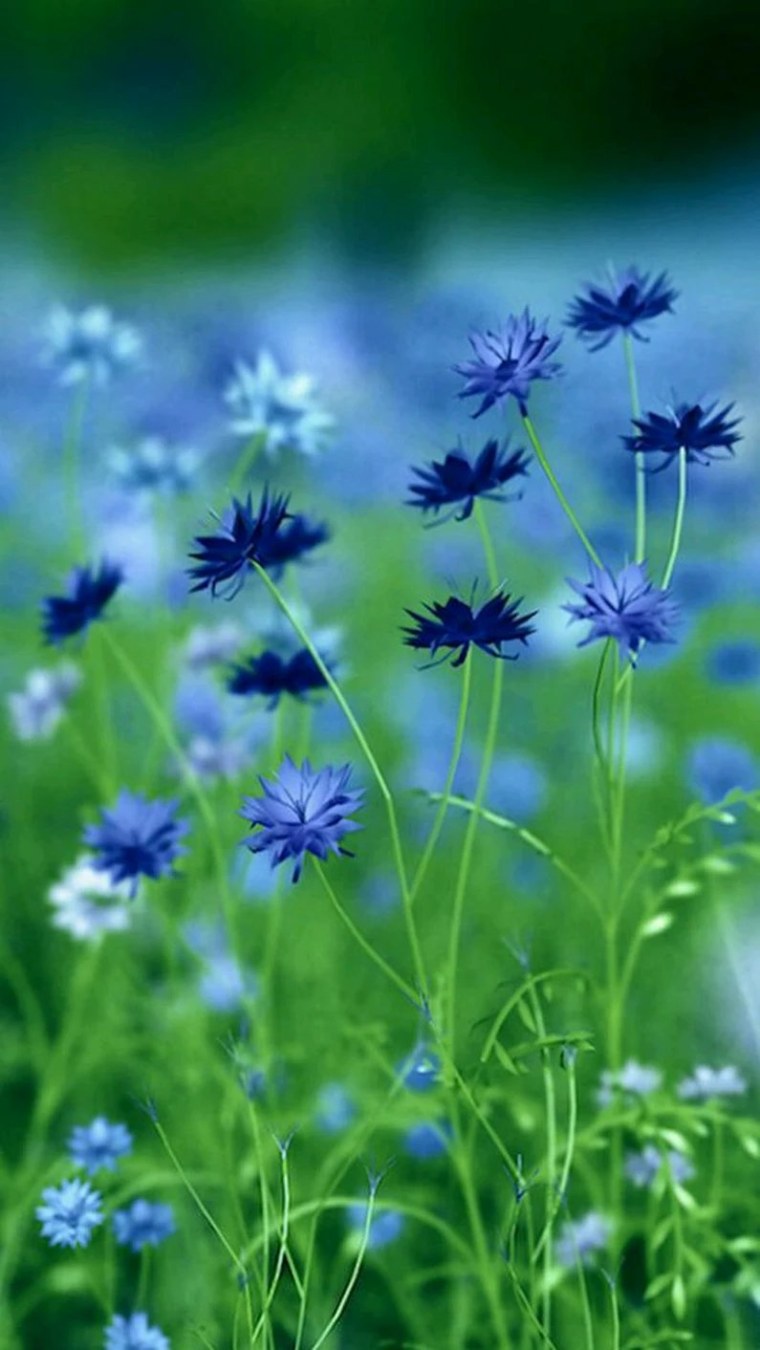 Летние цветы васильки