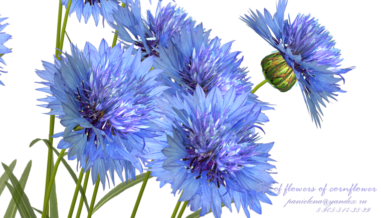 Лена Голд васильки