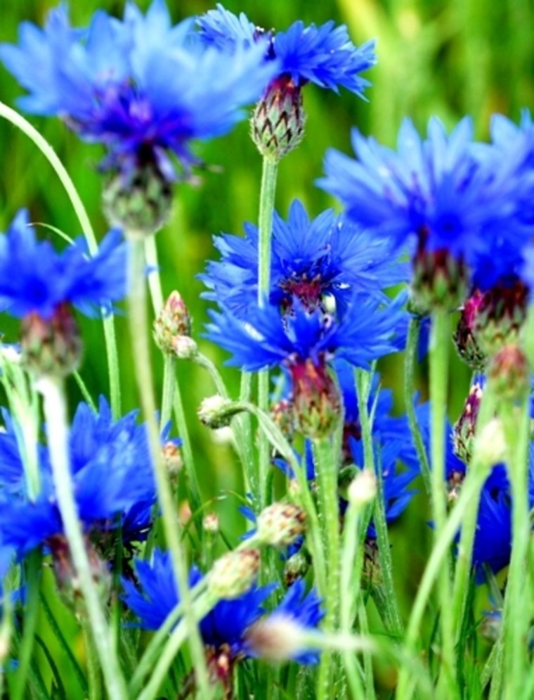 Василек полевой