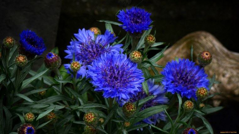 Centaurodendron древовидные васильки