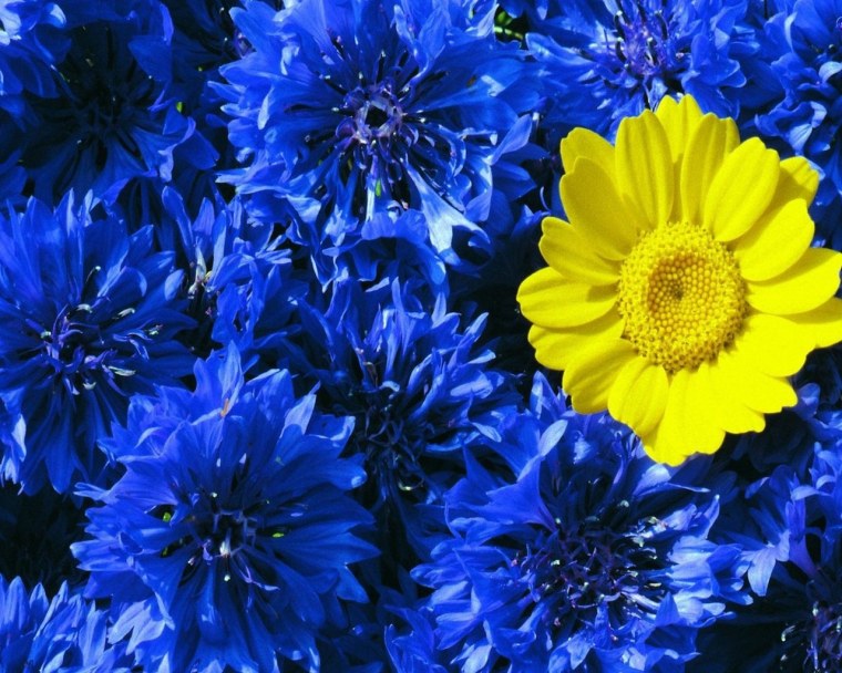 Васильки для дошкольников