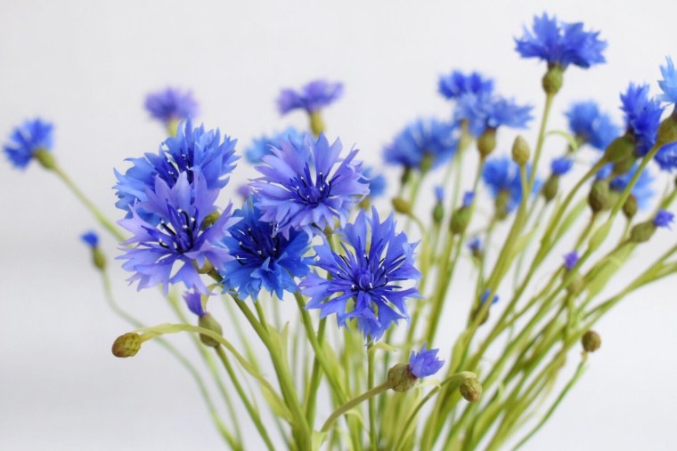 «Поле Васильков»