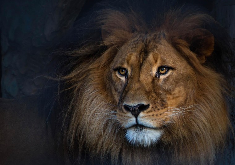 Обои на рабочий стол Лев