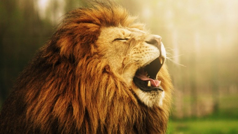 Фон для рабочего стола Лев