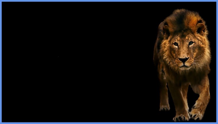 Обои на телефон Лев