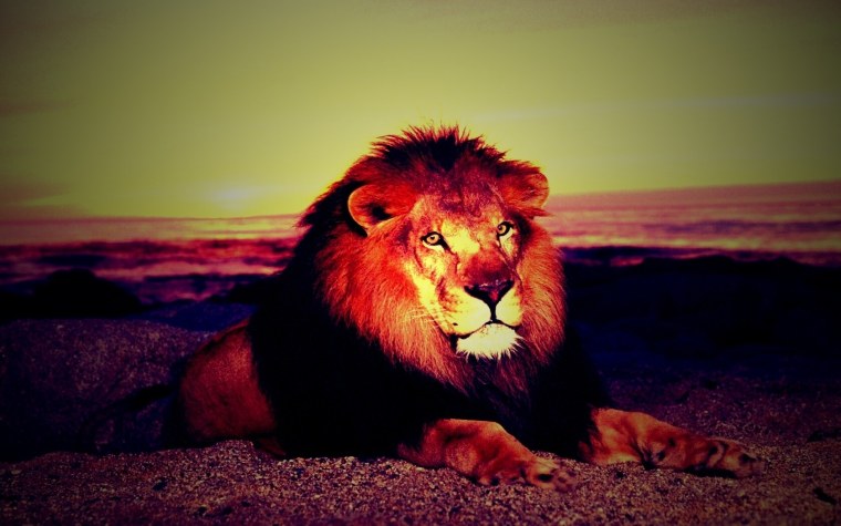 Заставка на рабочий стол Лев