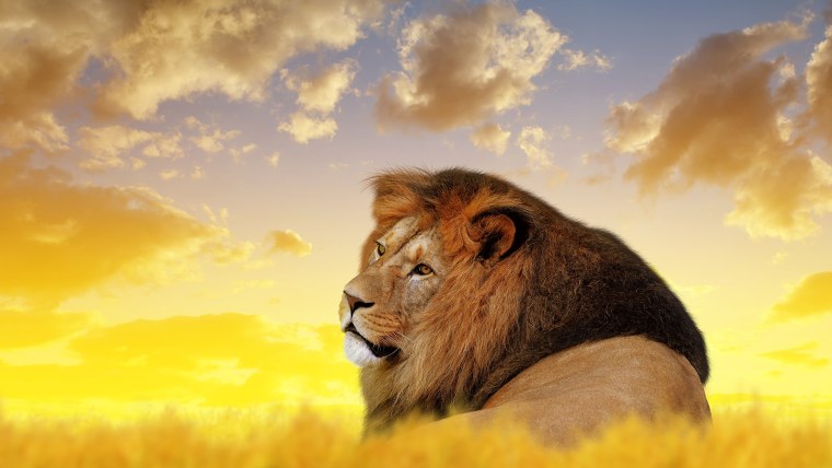 Обои на рабочий стол Лев