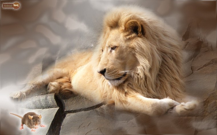 Картинки на рабочий стол Лев