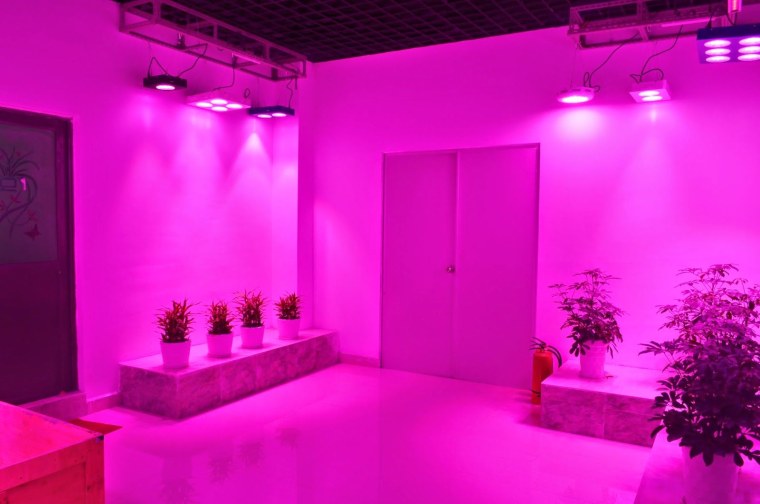 Кислотно фиолетовый цвет