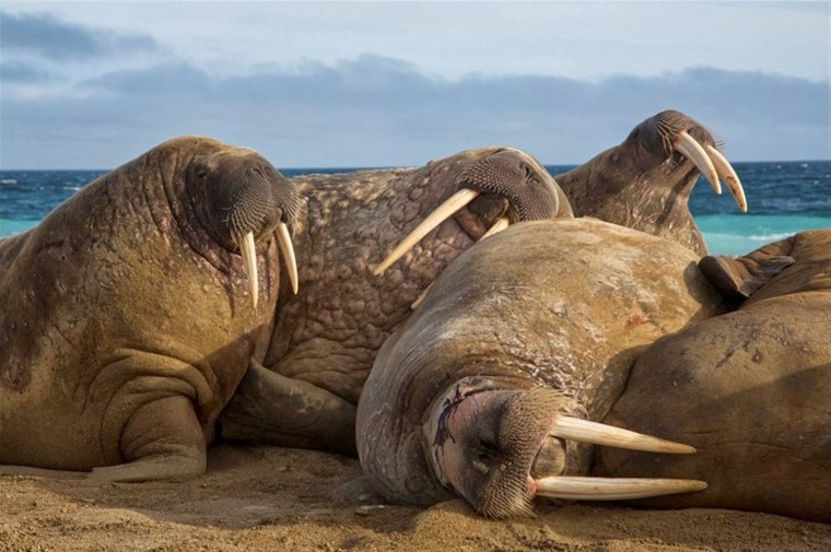 Атлантический подвид моржа.