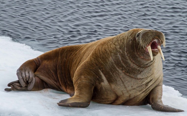 Лаптевский морж