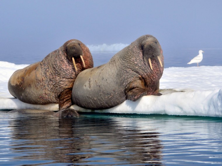 Дальневосточный морж