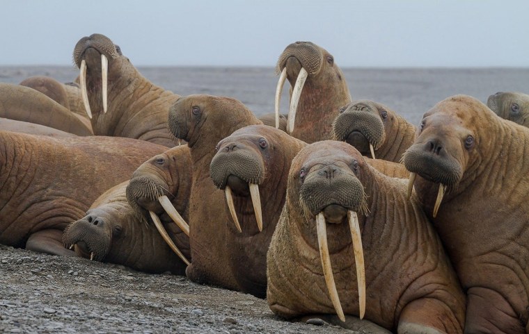 Тихоокеанский морж (Odobenus rosmarus divergens)