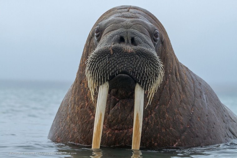Животные Антарктиды морж