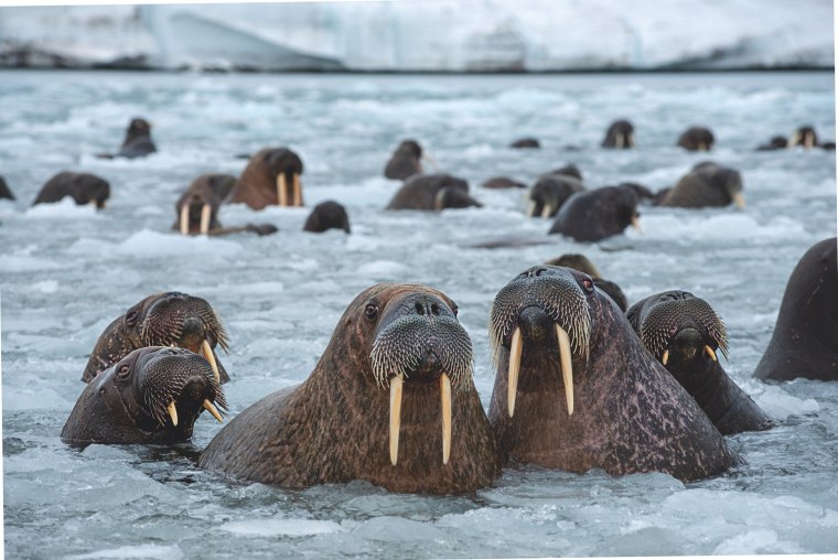 Детеныш моржа