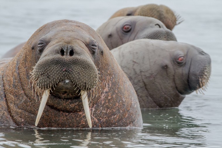 Морж (Odobenus rosmarus)