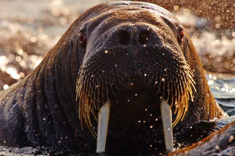 Нерпа альбинос
