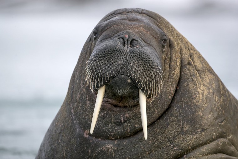 Гренландский морж