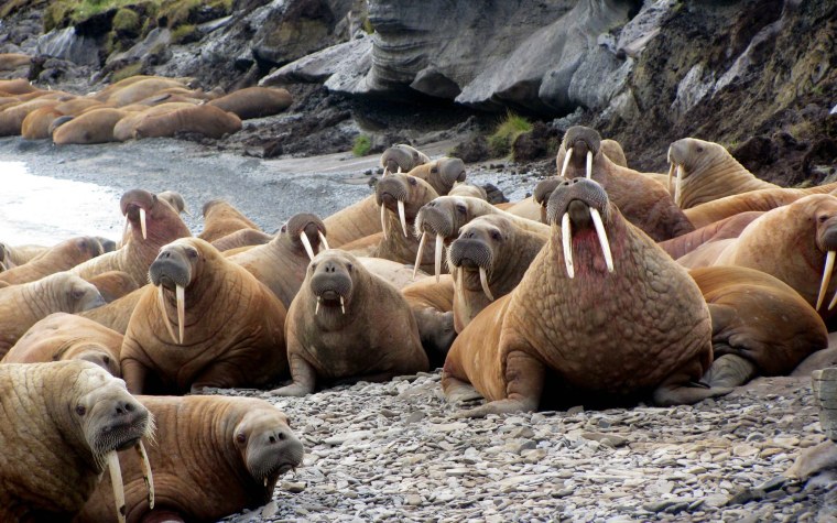 Морж Северного Ледовитого океана