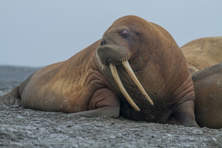 Сергей горшков остров Врангеля
