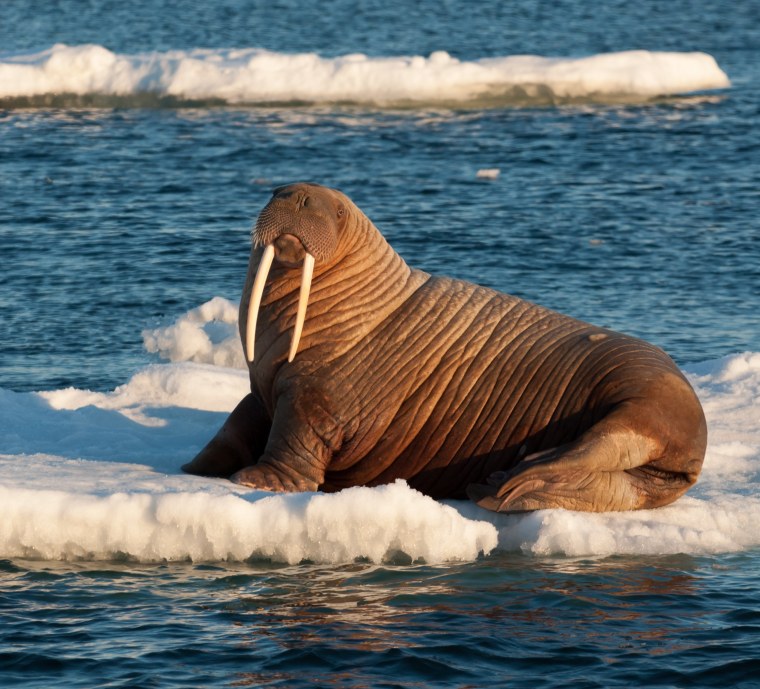 Морж (Odobenus rosmarus)
