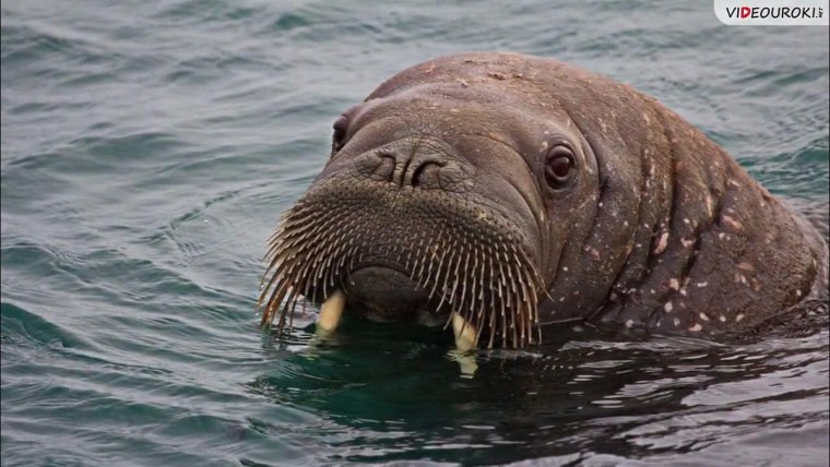 Лаптевский морж