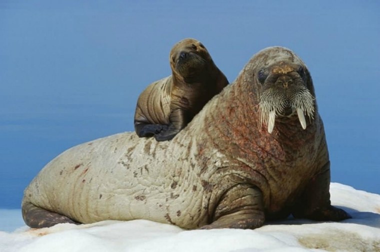 Старый морж